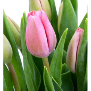 TULIPAN CAROLA 401