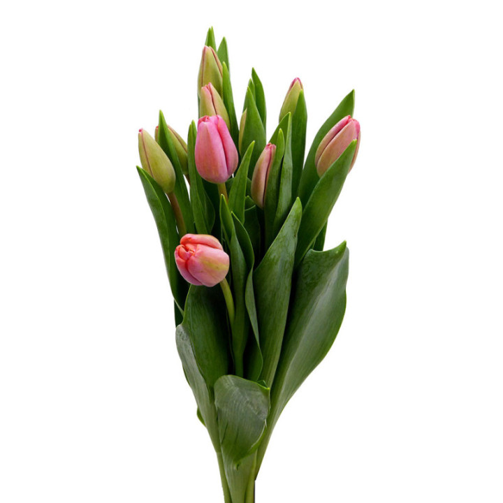 TULIPAN CAROLA 402