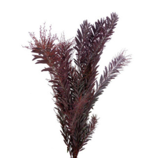 ACACIA ARGENTA VERDE/ROSSO1