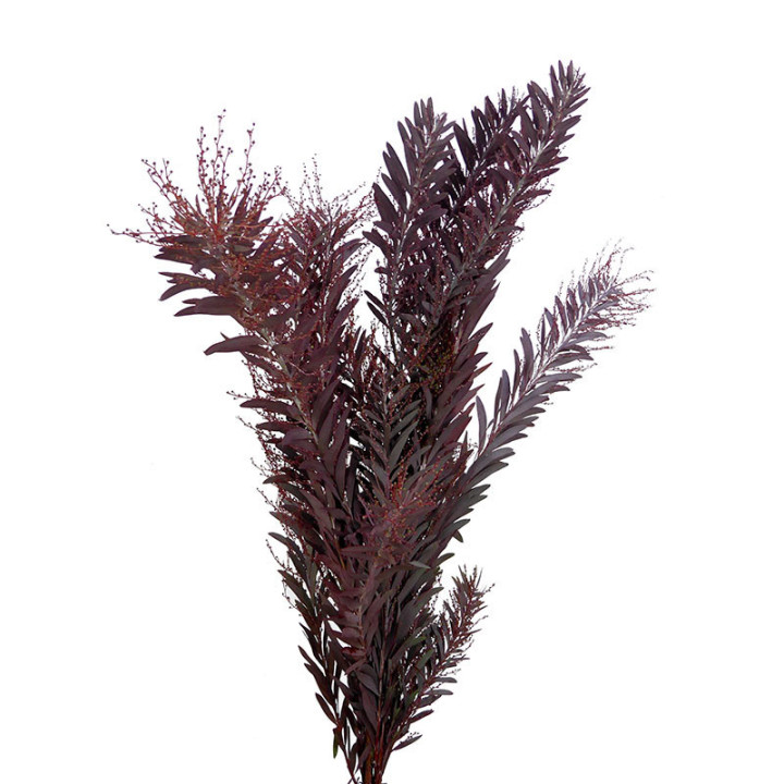 ACACIA ARGENTA VERDE/ROSSO1