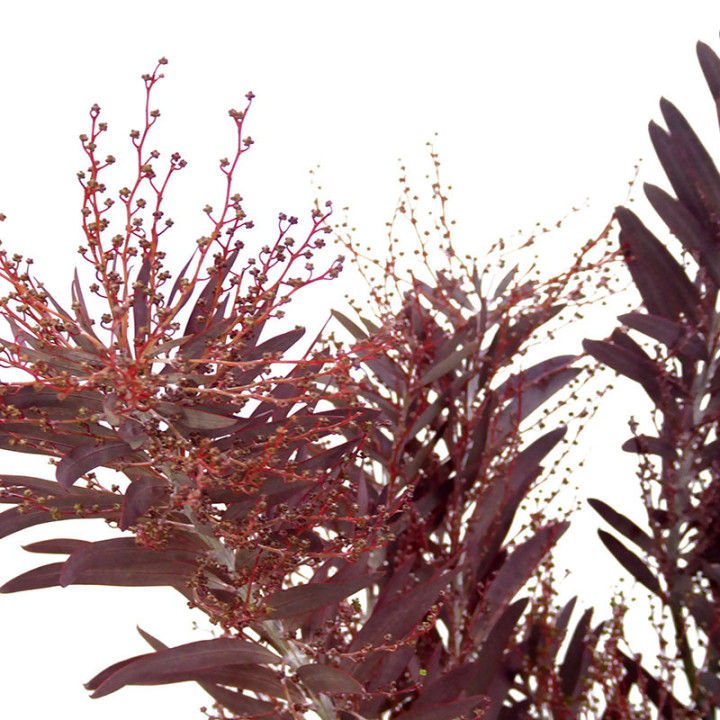 ACACIA ARGENTA VERDE/ROSSO2