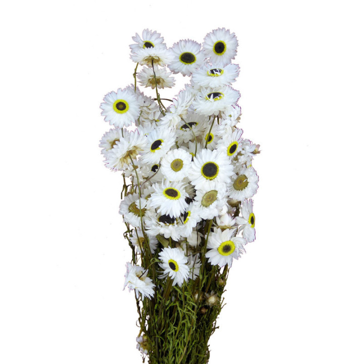 ACROCLINIUM SECA BLANCA1
