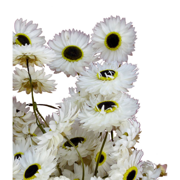 ACROCLINIUM SECA BLANCA2