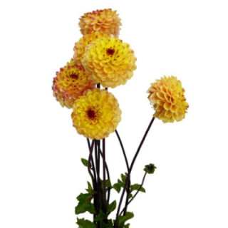 DAHLIA YELLOW JILL 501