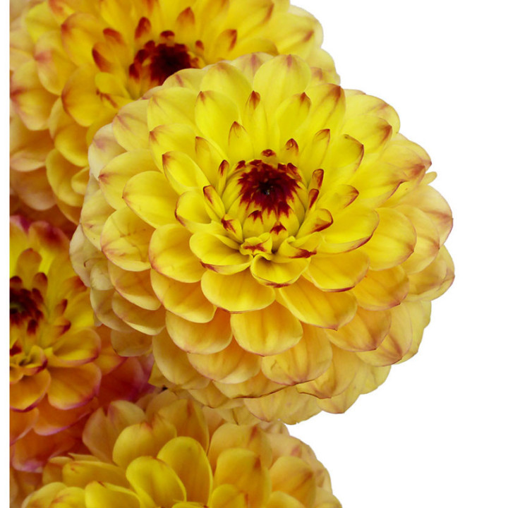 DAHLIA YELLOW JILL 502