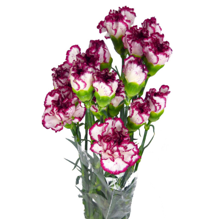 CLAVEL SELECT BLANCO/MORADO1