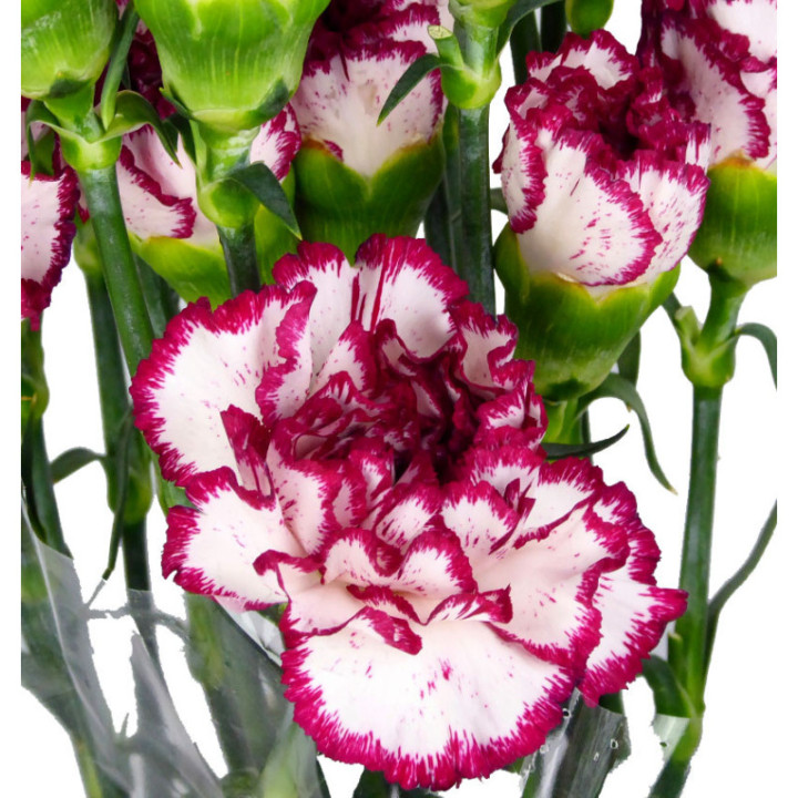 CLAVEL SELECT BLANCO/MORADO2