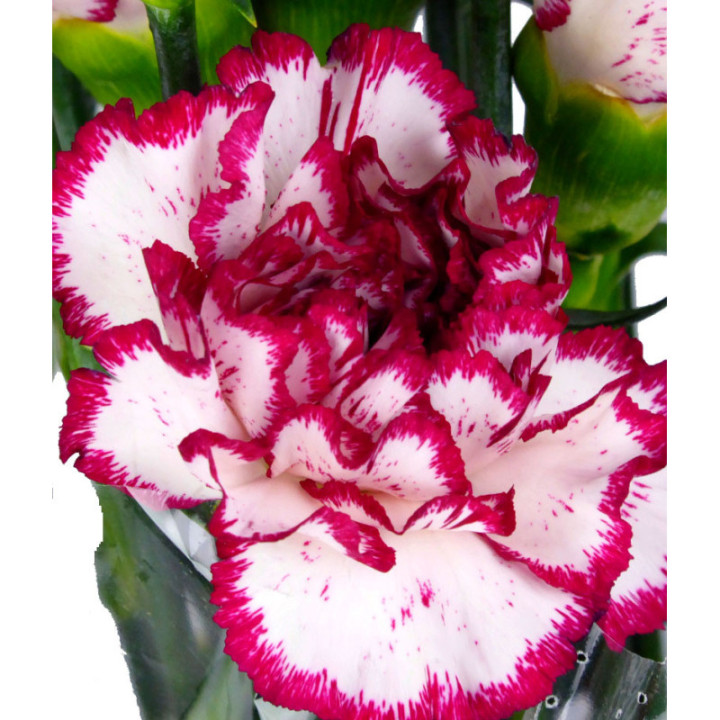 CLAVEL SELECT BLANCO/MORADO3