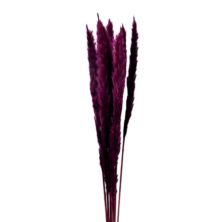 PAMPAS SILVY BORDEAUX 851