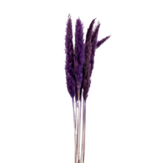 PAMPAS SILVY MILKA 851