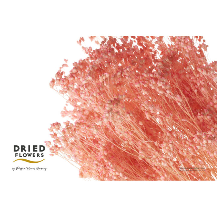 DRIED BRORM BLOOM PRESERVADO LIGTH PINK1