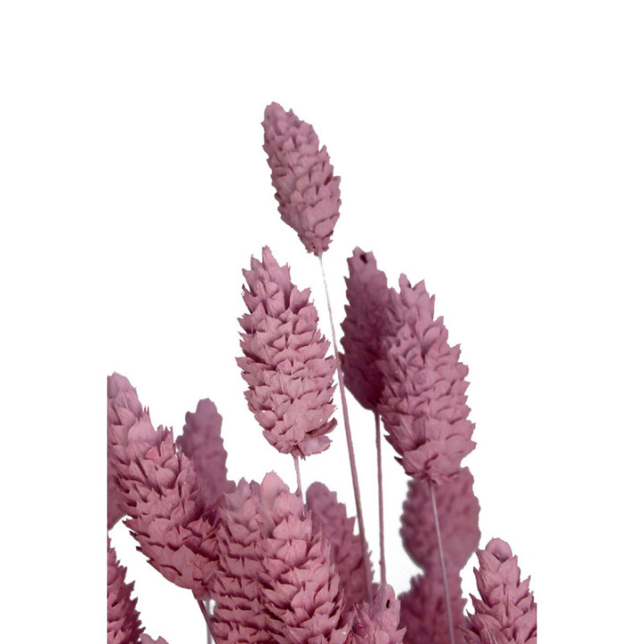 PHALARIS ROSA CLARO1
