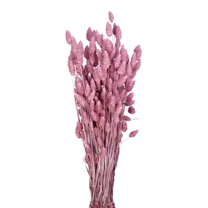 PHALARIS ROSA CLARO2