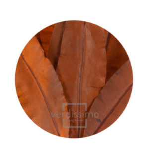 TROPICAL LEAF PRESERVADO TRL/95031