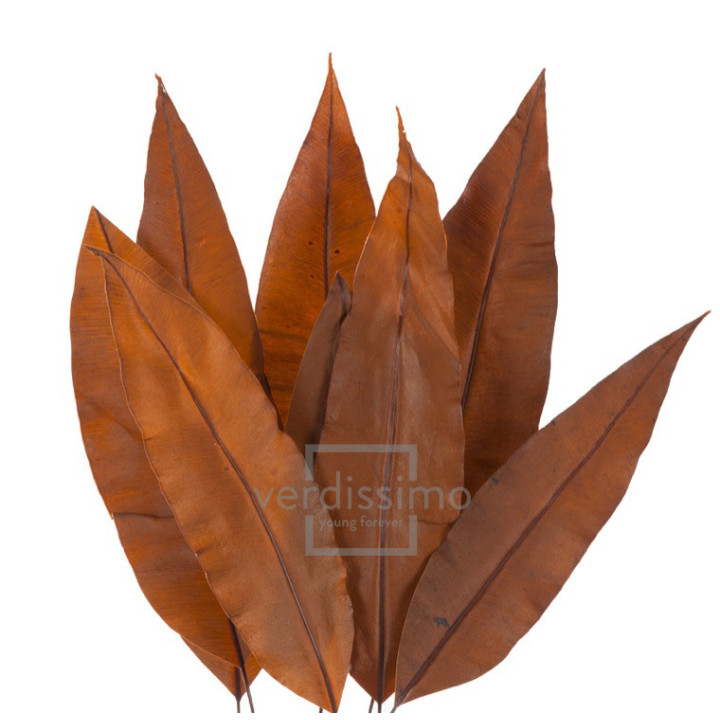 TROPICAL LEAF PRESERVADO TRL/95032