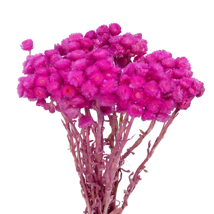 DRIED IMMORTELLE PRESERVADO FUCSIA1