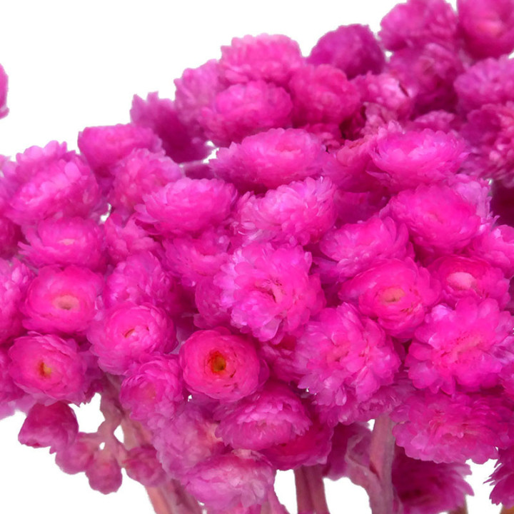 DRIED IMMORTELLE PRESERVADO FUCSIA2