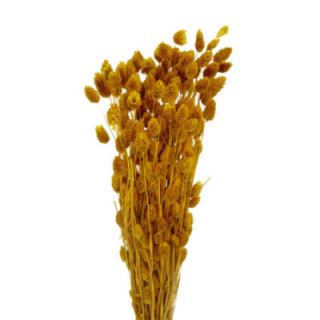 PHALARIS AMARILLO1