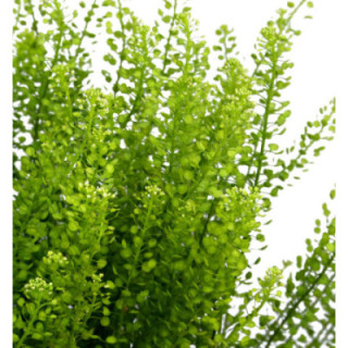LEPIDIUM GREEN DRAGON 801