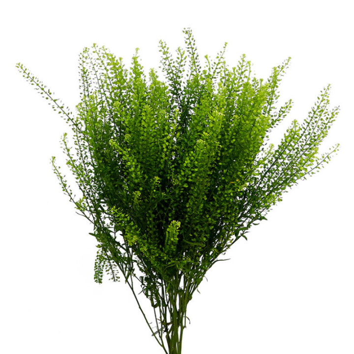 LEPIDIUM GREEN DRAGON 802