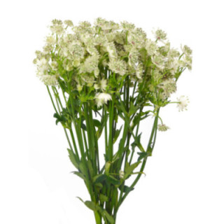 ASTRANTIA MILLION STAR 601