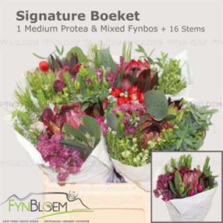 BQT SAFARI +PROTEA1