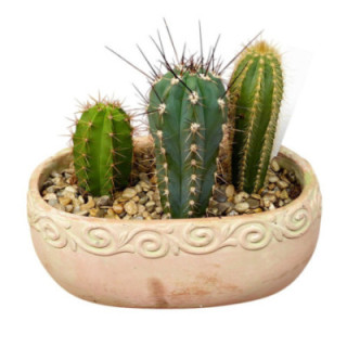 PL. COMPOSICION CACTUS 25CM X31