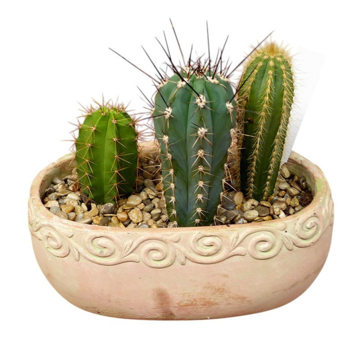 PL. COMPOSICION CACTUS 25CM X31