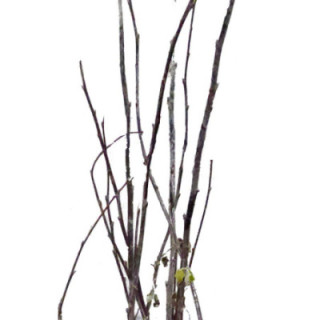 CORNUS ALBA SIBIRICA 240CM X51