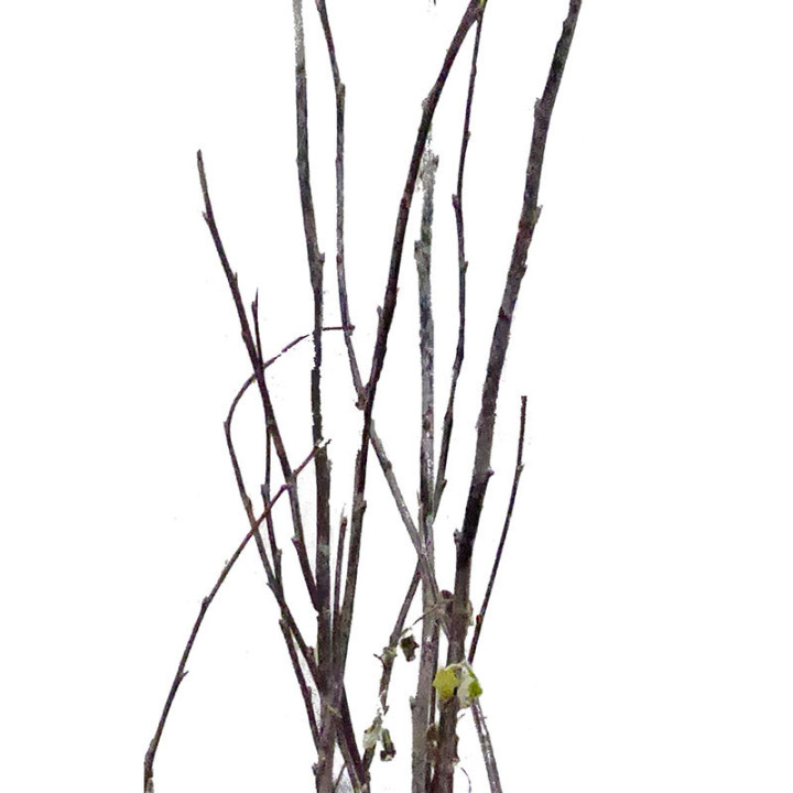 CORNUS ALBA SIBIRICA 240CM X51