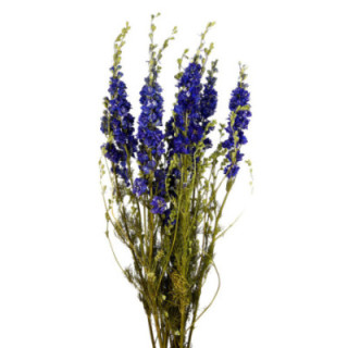 DELPHINIUM SECO AZUL1