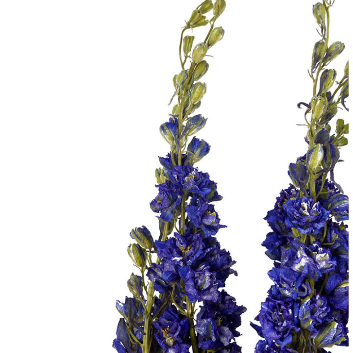 DELPHINIUM SECO AZUL2