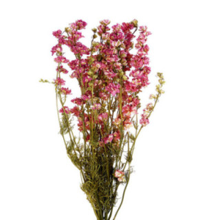DELPHINIUM SECO ROSA1