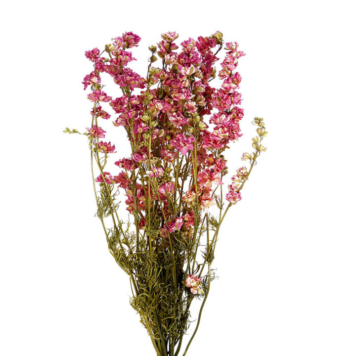 DELPHINIUM SECO ROSA1