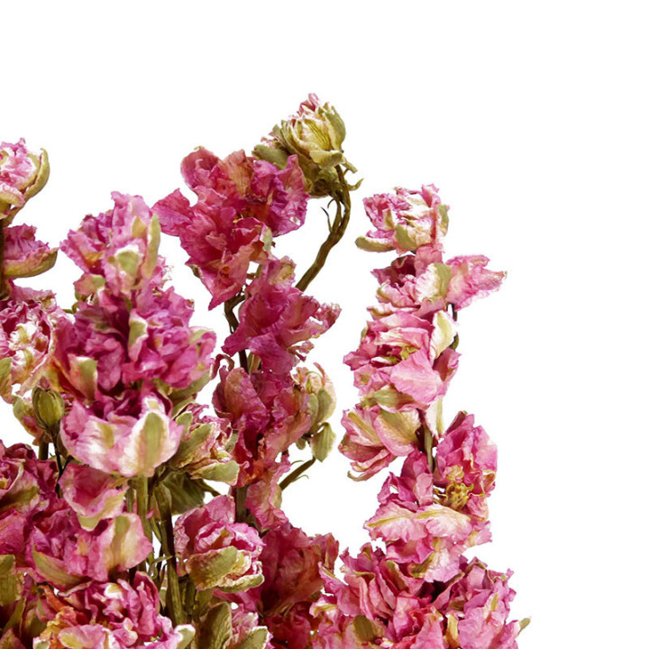 DELPHINIUM SECO ROSA2