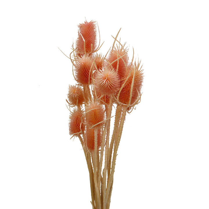 DIPSACUS SECO PORCELLANA1