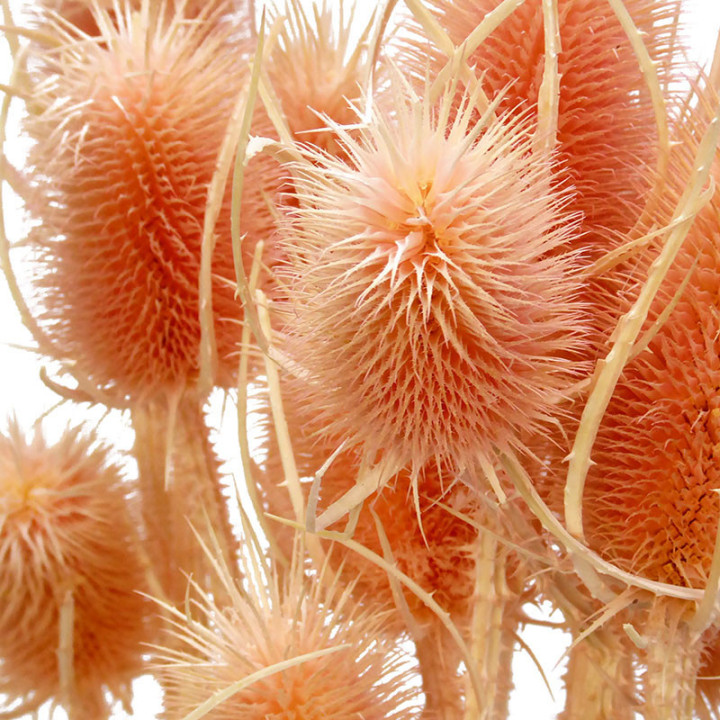 DIPSACUS SECO PORCELLANA2