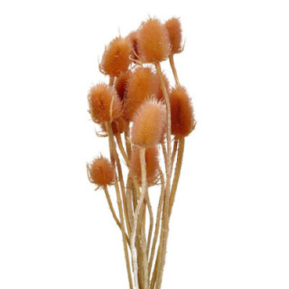DIPSACUS SECO ROSA CLARO1