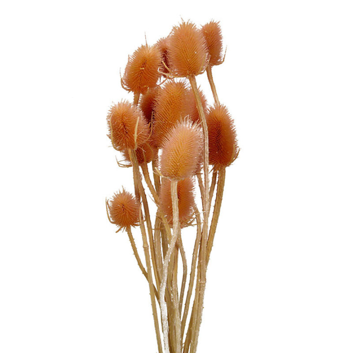 DIPSACUS SECO ROSA CLARO1