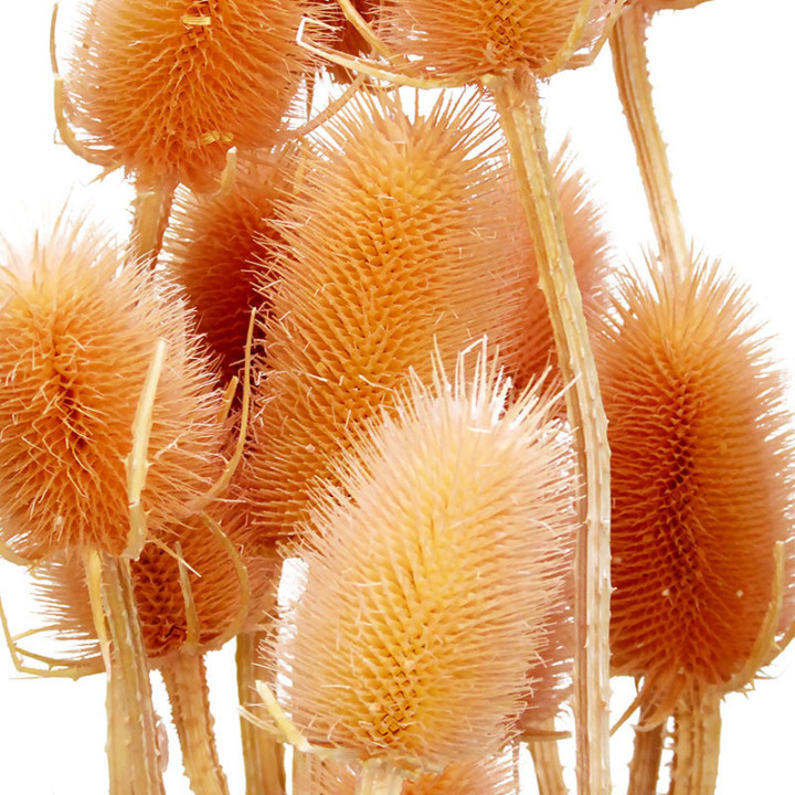 DIPSACUS SECO ROSA CLARO2