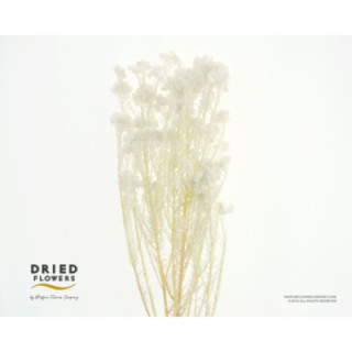 DRIED FLOR DE ARROZ PRESERVADO BLANCO1