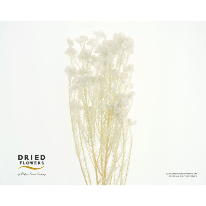 DRIED FLOR DE ARROZ PRESERVADO BLANCO1
