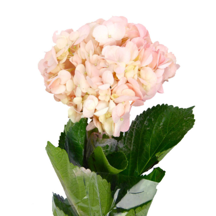 HYDR SELECT ROSA 601