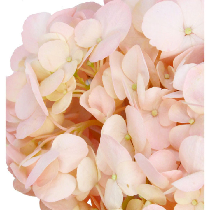 HYDR SELECT ROSA 602