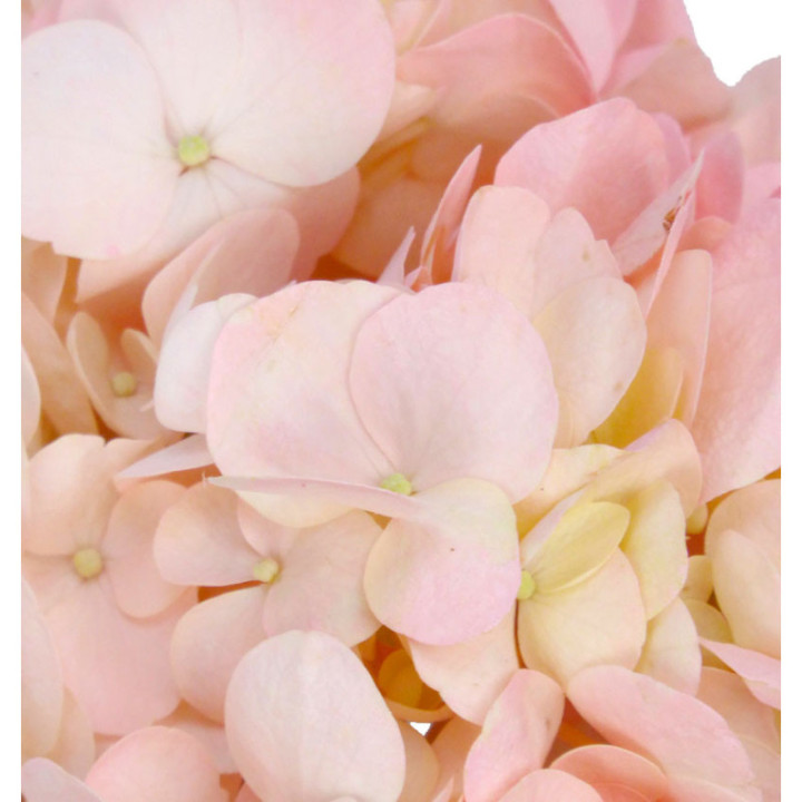 HYDR SELECT ROSA 603