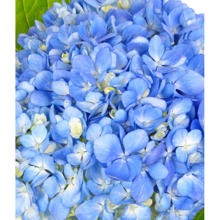 HYDR SELECT SHOCKING BLUE 601
