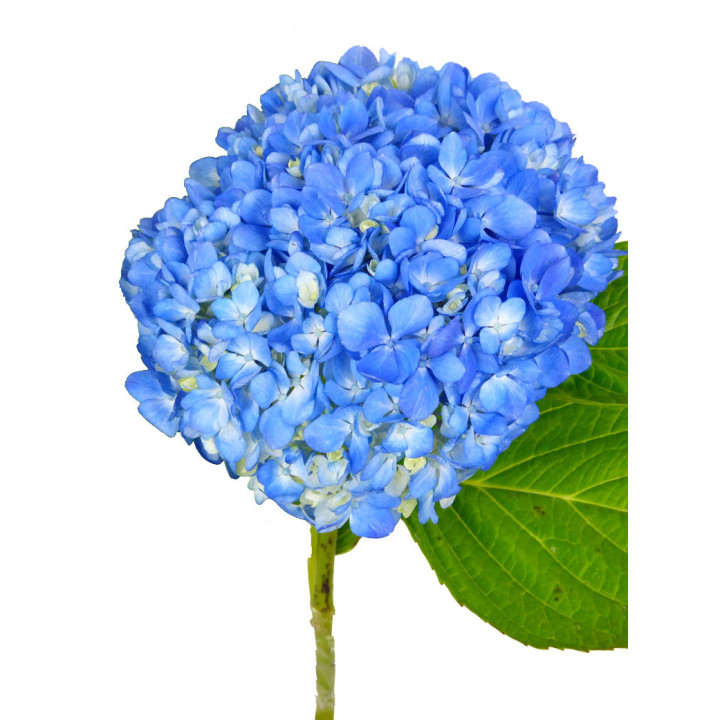 HYDR SELECT SHOCKING BLUE 602