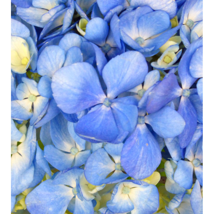 HYDR SELECT SHOCKING BLUE 603