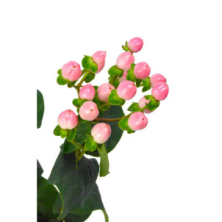 HYPERICUM COCO CASINO 501