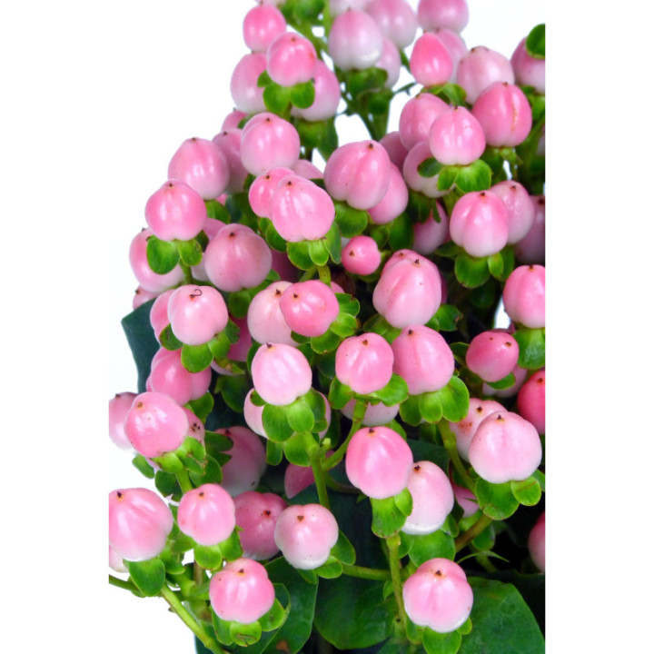 HYPERICUM COCO CASINO 502